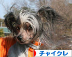 にほんブログ村 犬ブログ チャイニーズクレステッドドッグへ