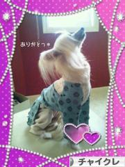 にほんブログ村 犬ブログ チャイニーズクレステッドドッグへ