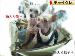にほんブログ村 犬ブログ チャイニーズクレステッドドッグへ