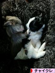 にほんブログ村 犬ブログ チャイニーズクレステッドドッグへ