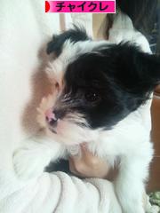 にほんブログ村 犬ブログ チャイニーズクレステッドドッグへ