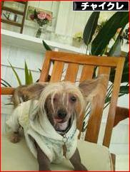 にほんブログ村 犬ブログ チャイニーズクレステッドドッグへ