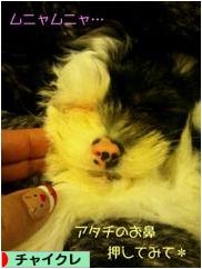 にほんブログ村 犬ブログ チャイニーズクレステッドドッグへ