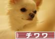 にほんブログ村 犬ブログ チワワへ