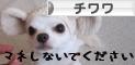 にほんブログ村 犬ブログ チワワへ