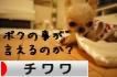 にほんブログ村 犬ブログ チワワへ