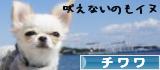 にほんブログ村 犬ブログ チワワへ