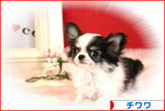 にほんブログ村 犬ブログ チワワへ