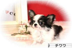 にほんブログ村 犬ブログ チワワへ