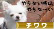 にほんブログ村 犬ブログ チワワへ