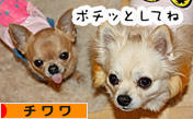 にほんブログ村 犬ブログ チワワへ