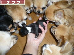 にほんブログ村 犬ブログ チワワへ