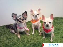 にほんブログ村 犬ブログ チワワへ