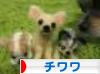 にほんブログ村 犬ブログ チワワへ