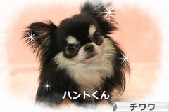 にほんブログ村 犬ブログ チワワへ
