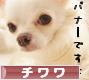にほんブログ村 犬ブログ チワワへ