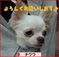 にほんブログ村