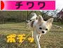 にほんブログ村 犬ブログ チワワへ