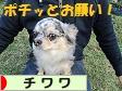 にほんブログ村 犬ブログ チワワへ