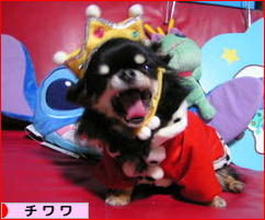 にほんブログ村 犬ブログ チワワへ