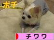 にほんブログ村 犬ブログ チワワへ