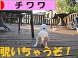 にほんブログ村 犬ブログ チワワへ