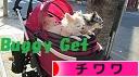 にほんブログ村 犬ブログ チワワへ