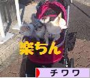 にほんブログ村 犬ブログ チワワへ