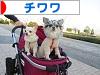 にほんブログ村 犬ブログ チワワへ