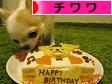 にほんブログ村 犬ブログ チワワへ