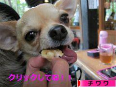 にほんブログ村 犬ブログ チワワへ