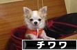 にほんブログ村 犬ブログ チワワへ