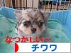 にほんブログ村 犬ブログ チワワへ