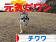 にほんブログ村 犬ブログ チワワへ