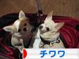 にほんブログ村 犬ブログ チワワへ