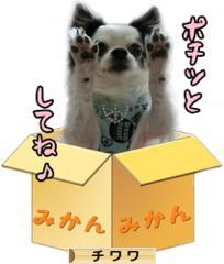 にほんブログ村 犬ブログ チワワへ