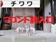 にほんブログ村 犬ブログ チワワへ