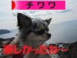 にほんブログ村 犬ブログ チワワへ