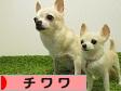にほんブログ村 犬ブログ チワワへ