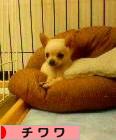 にほんブログ村 犬ブログ チワワへ