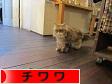 にほんブログ村 犬ブログ チワワへ