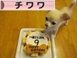 にほんブログ村 犬ブログ チワワへ