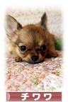 にほんブログ村 犬ブログ チワワへ