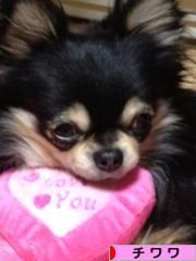 にほんブログ村 犬ブログ チワワへ