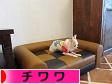 にほんブログ村 犬ブログ チワワへ
