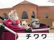 にほんブログ村 犬ブログ チワワへ
