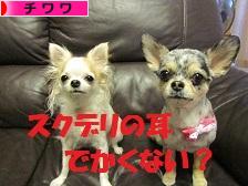 にほんブログ村 犬ブログ チワワへ