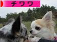 にほんブログ村 犬ブログ チワワへ