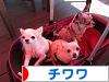 にほんブログ村 犬ブログ チワワへ