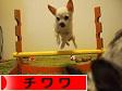にほんブログ村 犬ブログ チワワへ